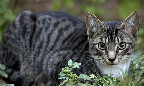 野猫进家